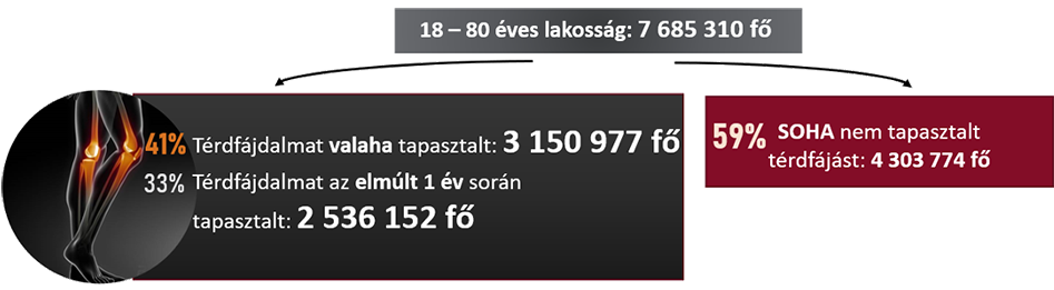 Ábra: a felnőtt lakosság 41%-a tapasztalt térdfájdalmat élete során